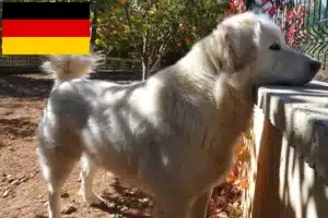 Read more about the article Almanya’da Akbaş yetiştiricileri ve yavru köpekler