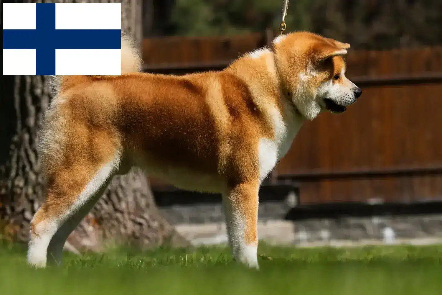 Akita yavruları ve yetiştiricileri Finlandiya Finlandiya'daki Akita yetiştiricilerini burada bulabilirsiniz.