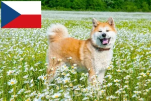 Read more about the article Çek Cumhuriyeti’ndeki Akita yetiştiricileri ve yavru köpekler