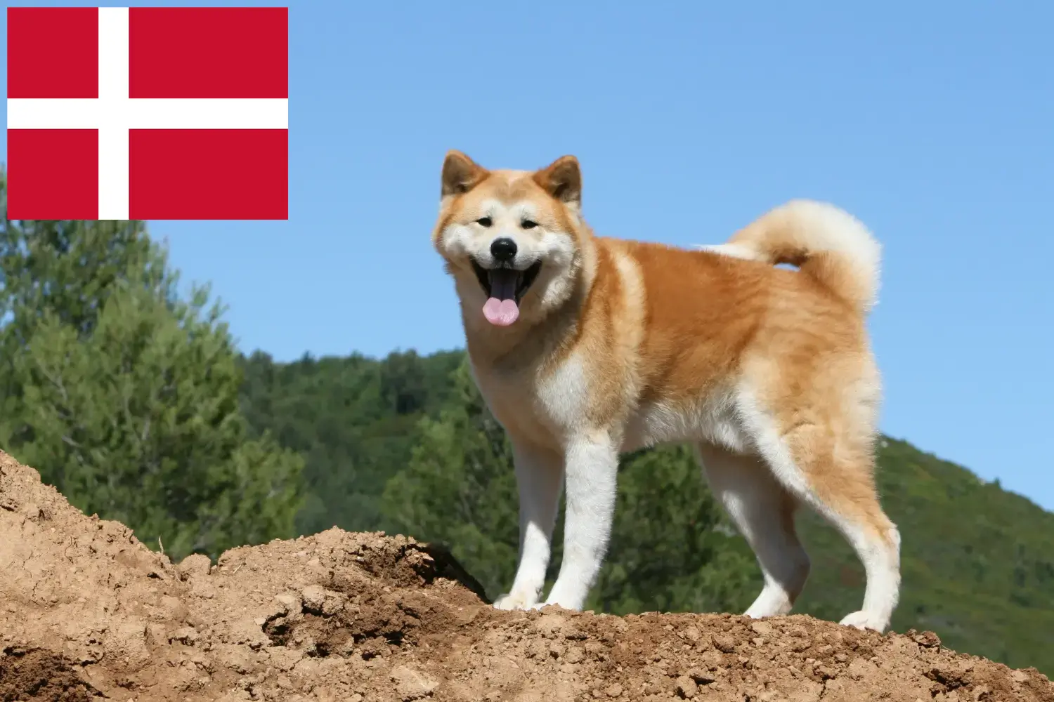 Akita yavruları ve yetiştiricileri Danimarka Burada Danimarka'daki Akita yetiştiricilerini bulabilirsiniz.