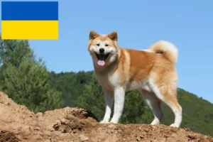Read more about the article Ukrayna’da Akita yetiştiricileri ve yavru köpekler