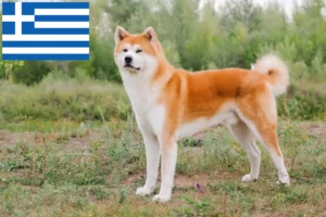 Read more about the article Yunanistan’da Akita yetiştiricileri ve yavru köpekler