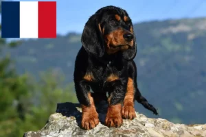 Read more about the article Fransa’da Alpine Dachsbracke yetiştiricileri ve köpek yavruları