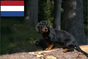 Read more about the article Hollanda’da Alpine Dachsbracke yetiştiricileri ve köpek yavruları
