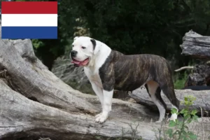 Read more about the article Hollanda’da Amerikan Bulldog yetiştiricileri ve köpek yavruları