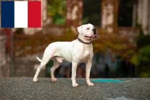 Read more about the article Réunion’da Amerikan Bulldog yetiştiricileri ve köpek yavruları