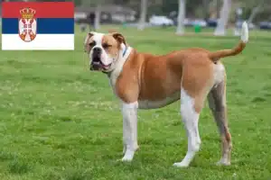 Read more about the article Sırbistan’da Amerikan Bulldog yetiştiricileri ve köpek yavruları