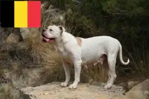 Read more about the article Belçika’da Amerikan Bulldog yetiştiricileri ve köpek yavruları