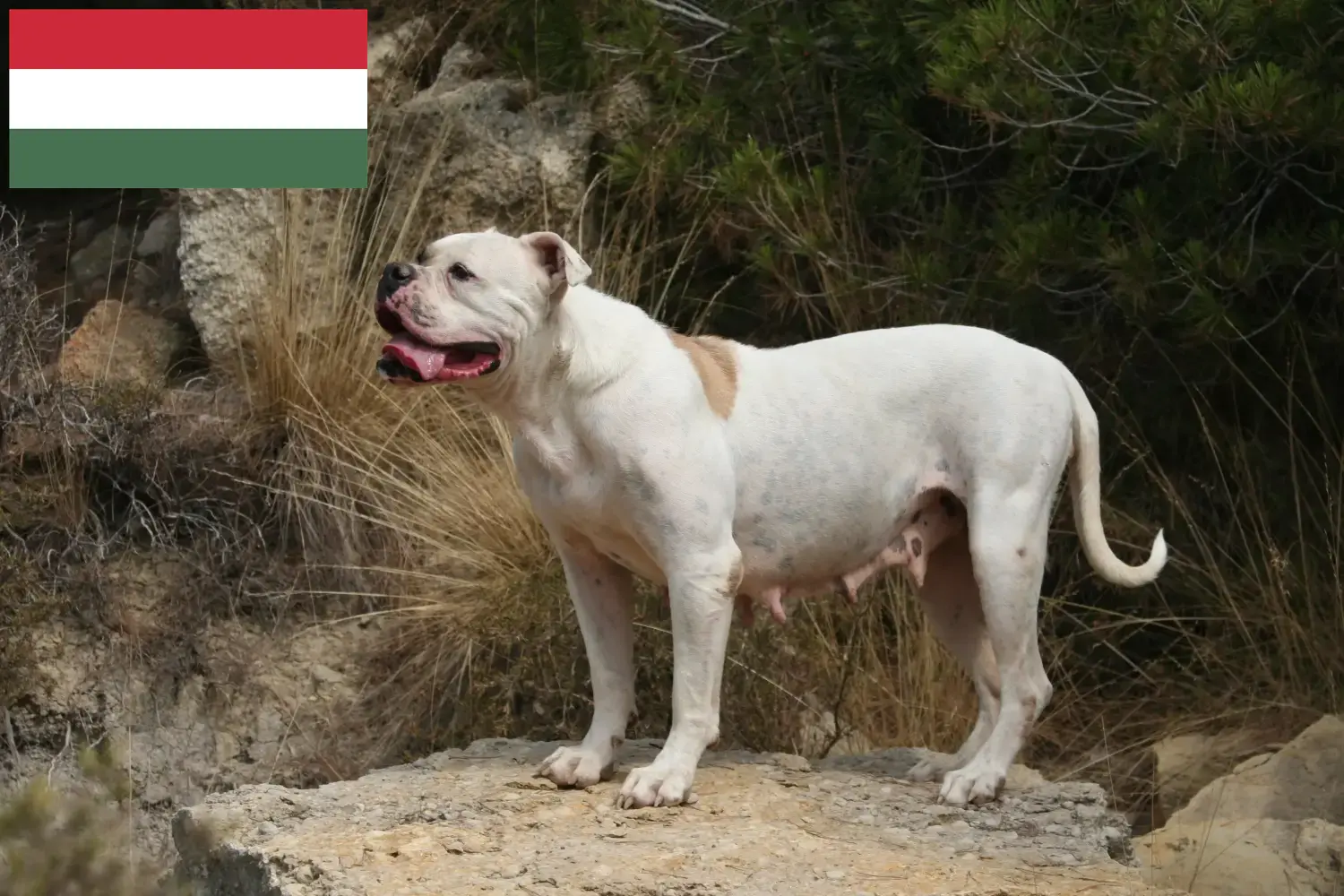 Read more about the article Macaristan’da Amerikan Bulldog yetiştiricileri ve köpek yavruları