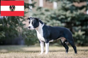 Read more about the article Avusturya’da Amerikan Staffordshire Terrier yetiştiricileri ve köpek yavruları