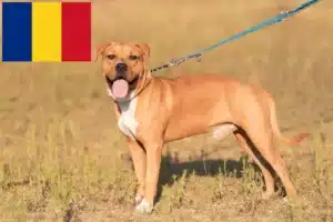 Read more about the article Romanya’da Amerikan Staffordshire Terrier yetiştiricileri ve köpek yavruları