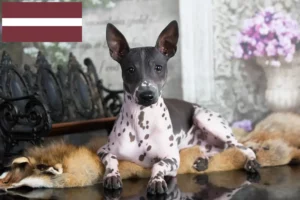 Read more about the article Letonya’da American Hairless Terrier yetiştiricileri ve köpek yavruları