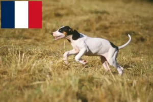 Read more about the article Fransa’da Ariégeois yetiştiricileri ve yavru köpekler