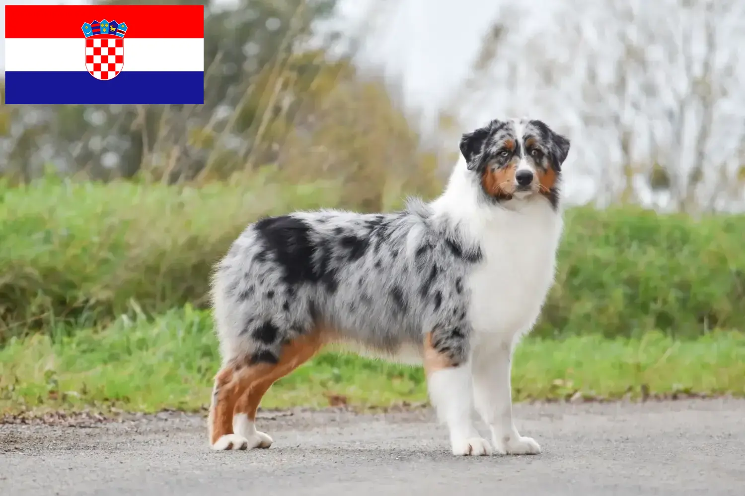 Read more about the article Hırvatistan’daki Avustralya Kurdu yetiştiricileri ve köpek yavruları