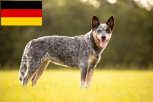 Read more about the article Almanya’da Avustralya Sığır Köpeği yetiştiricileri ve yavruları
