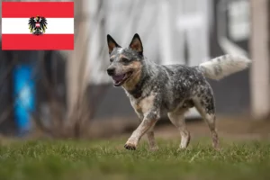 Read more about the article Avusturya’da Avustralya Sığır Köpeği yetiştiricileri ve yavruları
