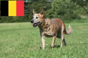 Read more about the article Belçika’da Avustralya Sığır Köpeği yetiştiricileri ve yavruları