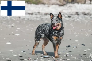 Read more about the article Finlandiya’da Avustralya Sığır Köpeği yetiştiricileri ve yavruları