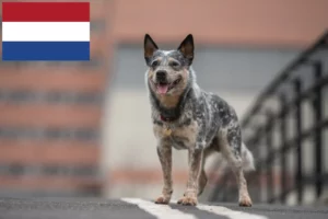 Read more about the article Hollanda’daki Avustralya Sığır Köpeği yetiştiricileri ve yavruları