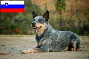 Read more about the article Slovenya’daki Avustralya Sığır Köpeği yetiştiricileri ve yavruları