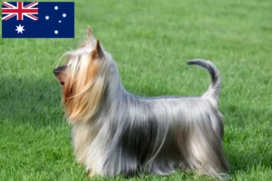 Read more about the article Avustralya’da Avustralya Silky Terrier yetiştiricileri ve köpek yavruları