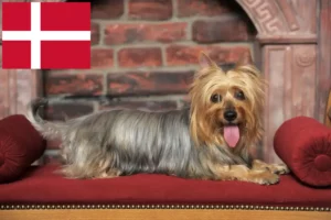 Read more about the article Danimarka’da Avustralya Silky Terrier yetiştiricileri ve köpek yavruları