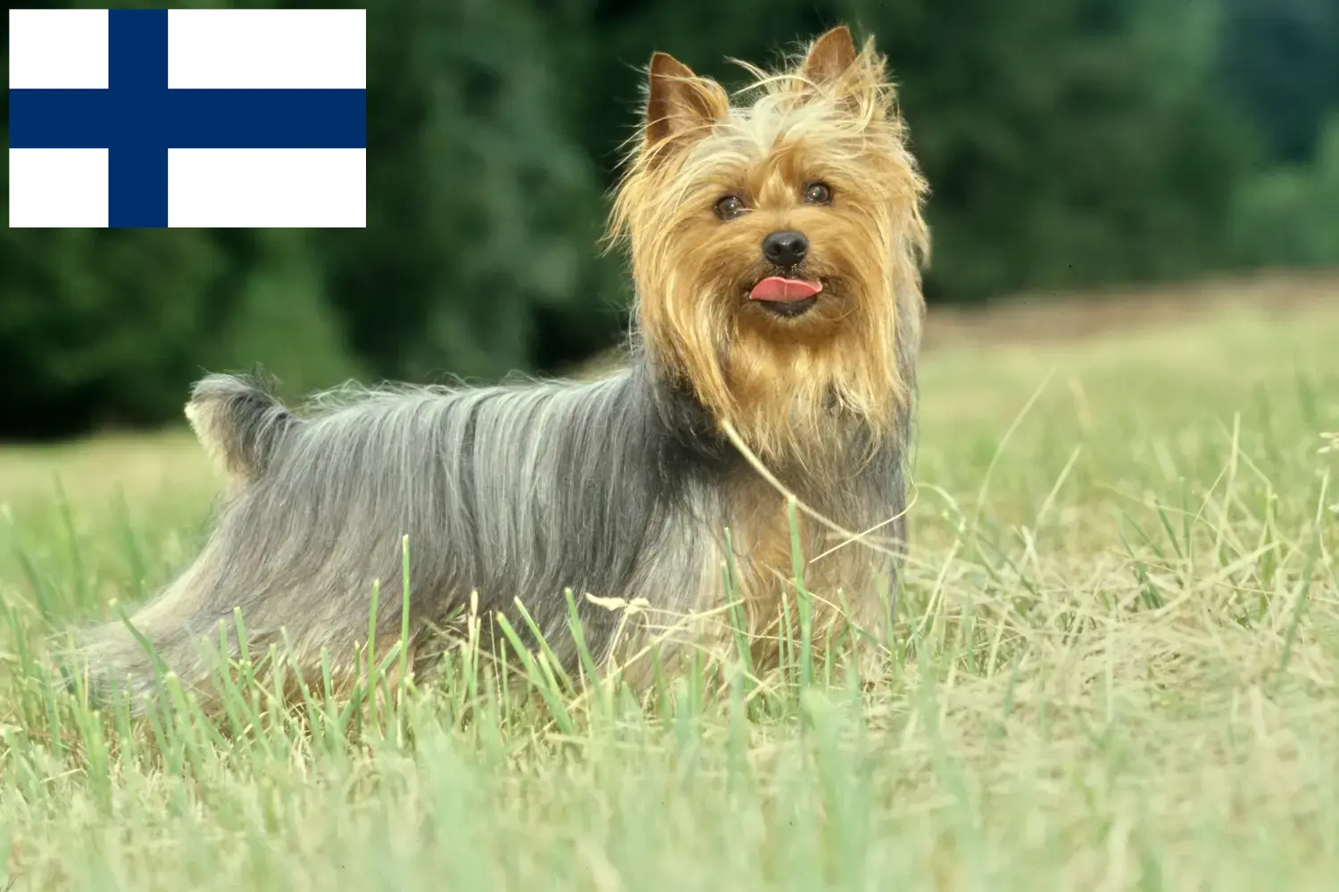 Avustralya Silky Terrier yavru köpek ve yetiştiricileri Finlandiya Finlandiya'daki Avustralya Silky Terrier yetiştiricilerini burada bulabilirsiniz.