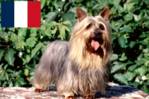 Read more about the article Fransa’da Avustralya Silky Terrier yetiştiricileri ve köpek yavruları