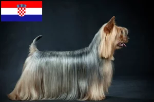 Read more about the article Hırvatistan’da Avustralya Silky Terrier yetiştiricileri ve köpek yavruları