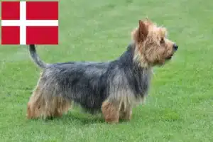 Read more about the article Danimarka’da Avustralya Teriyeri yetiştiricileri ve köpek yavruları