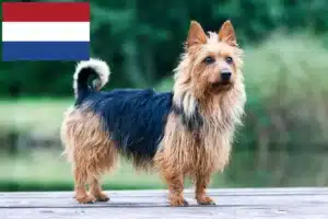 Read more about the article Hollanda’da Avustralya Teriyeri yetiştiricileri ve yavru köpekler