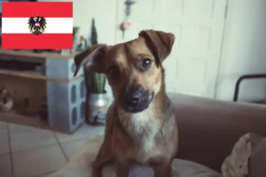 Read more about the article Avusturya’da Avusturya Pinscher yetiştiricisi ve yavru köpekler