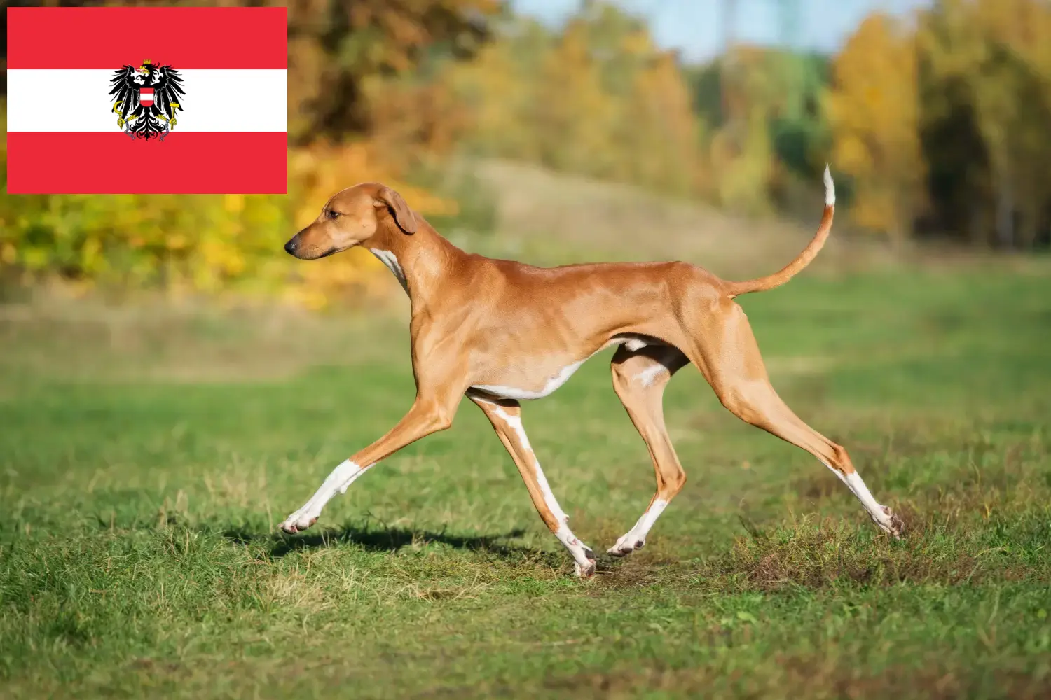Azawakh yavru köpek ve yetiştiricileri Avusturya Burada Avusturya'daki Azawakh yetiştiricilerini bulabilirsiniz.
