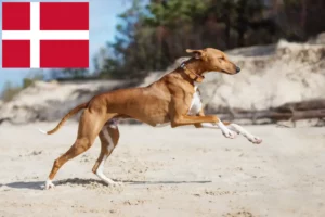 Read more about the article Danimarka’da Azawakh yetiştiricileri ve yavru köpekler