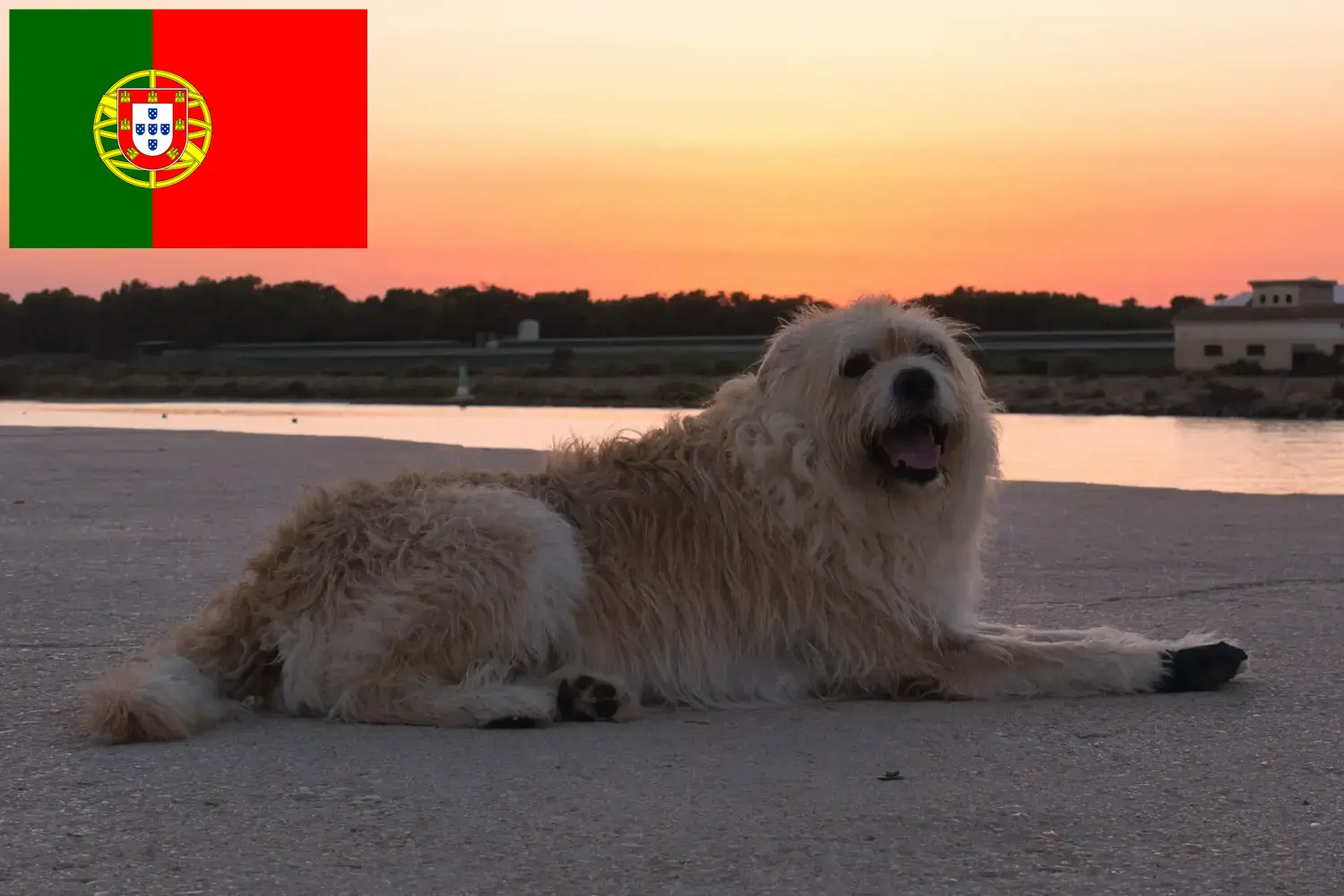 Read more about the article Portekiz’de Barbado da Terceira yetiştiricileri ve köpek yavruları
