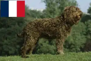 Read more about the article Fransa’da Barbet yetiştiricileri ve yavru köpekler