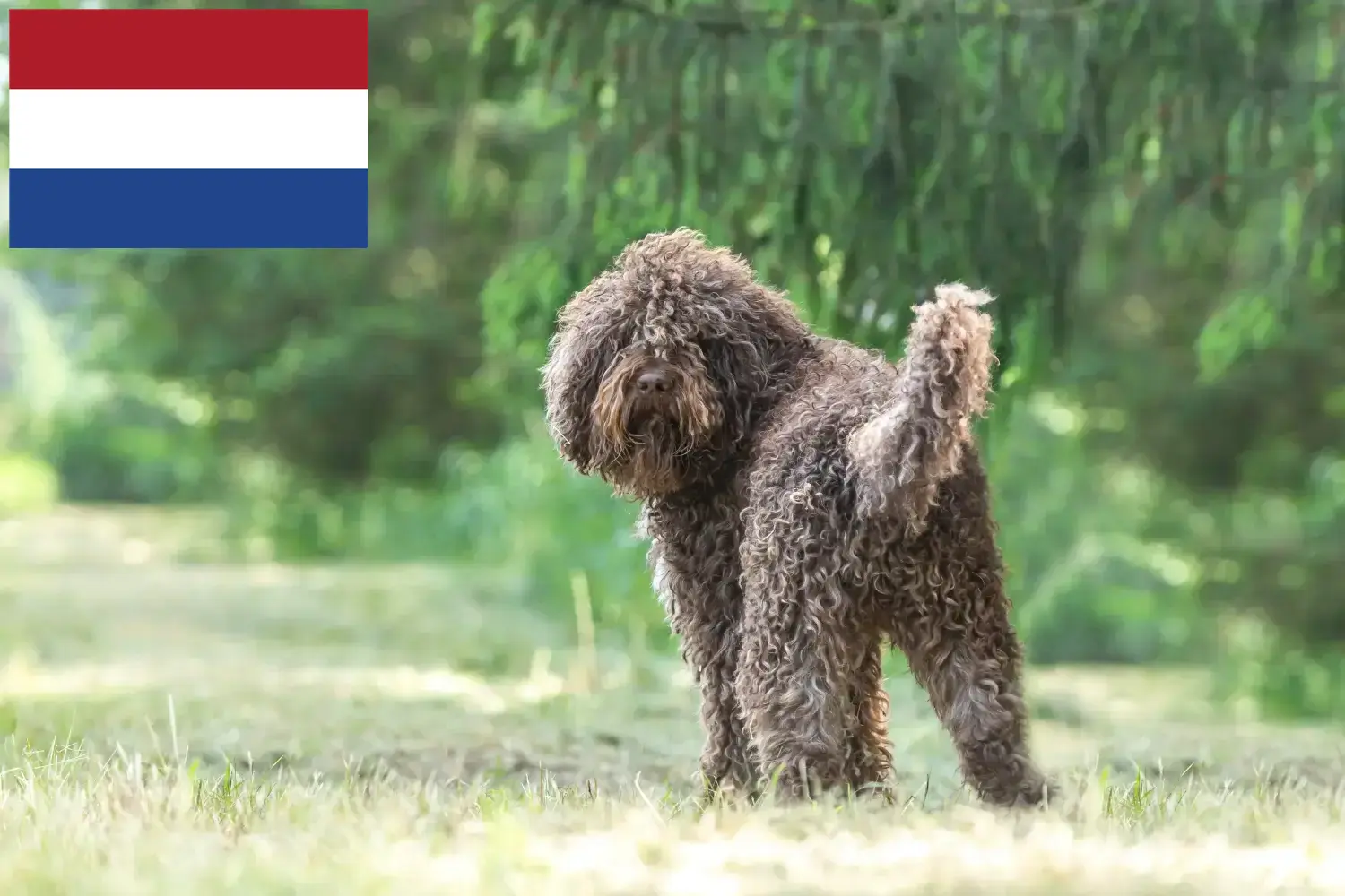 Barbet yavruları ve yetiştiricileri Hollanda Burada Hollanda'daki Barbet yetiştiricilerini bulabilirsiniz.