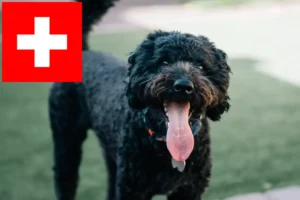 Read more about the article İsviçre’deki Barbet yetiştiricileri ve yavru köpekler