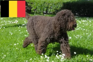 Read more about the article Belçika’da barbet yetiştiricileri ve yavruları