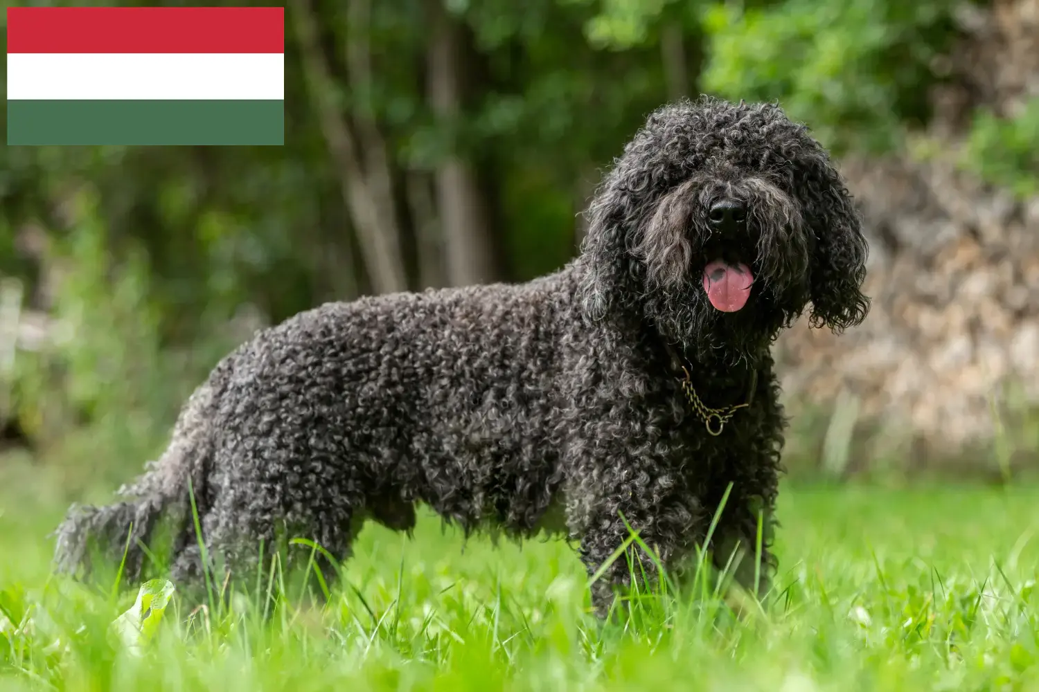 Read more about the article Macaristan’daki Barbet yetiştiricileri ve köpek yavruları