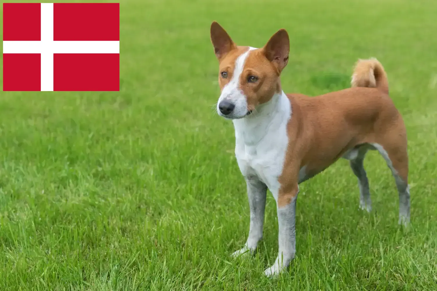 Read more about the article Danimarka’da Basenji yetiştiricileri ve köpek yavruları