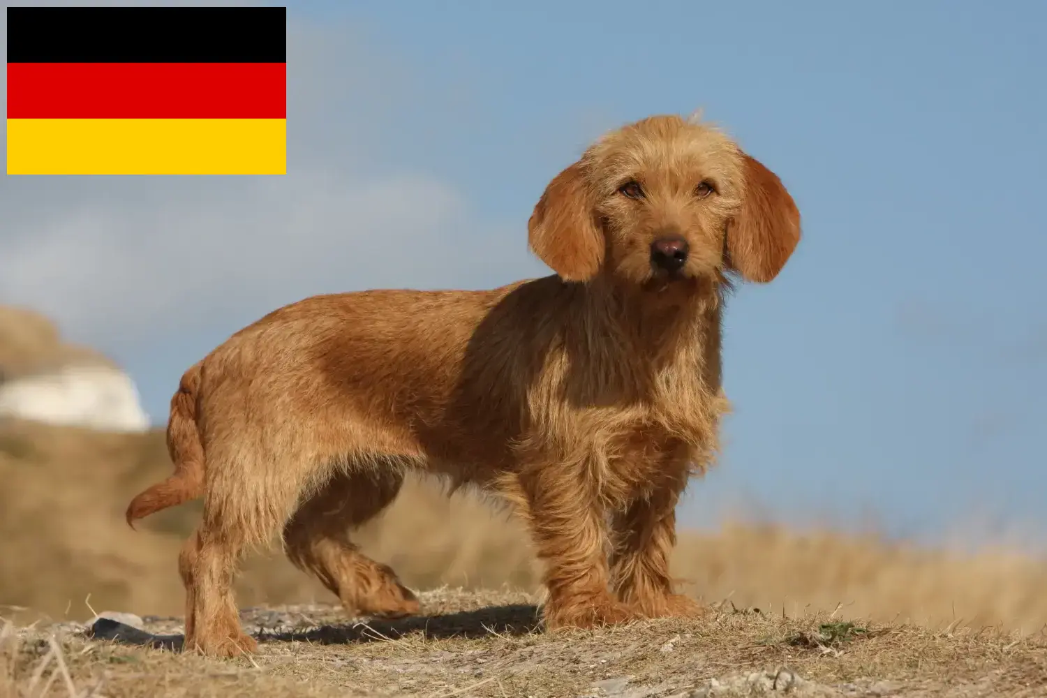 Read more about the article Almanya’da Basset fauve de Bretagne yetiştiricileri ve köpek yavruları