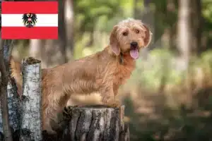 Read more about the article Avusturya’da Basset fauve de Bretagne yetiştiricileri ve köpek yavruları