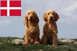 Read more about the article Danimarka’da Basset fauve de Bretagne yetiştiricileri ve köpek yavruları