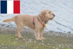 Read more about the article Fransa’da Basset fauve de Bretagne yetiştiricileri ve köpek yavruları