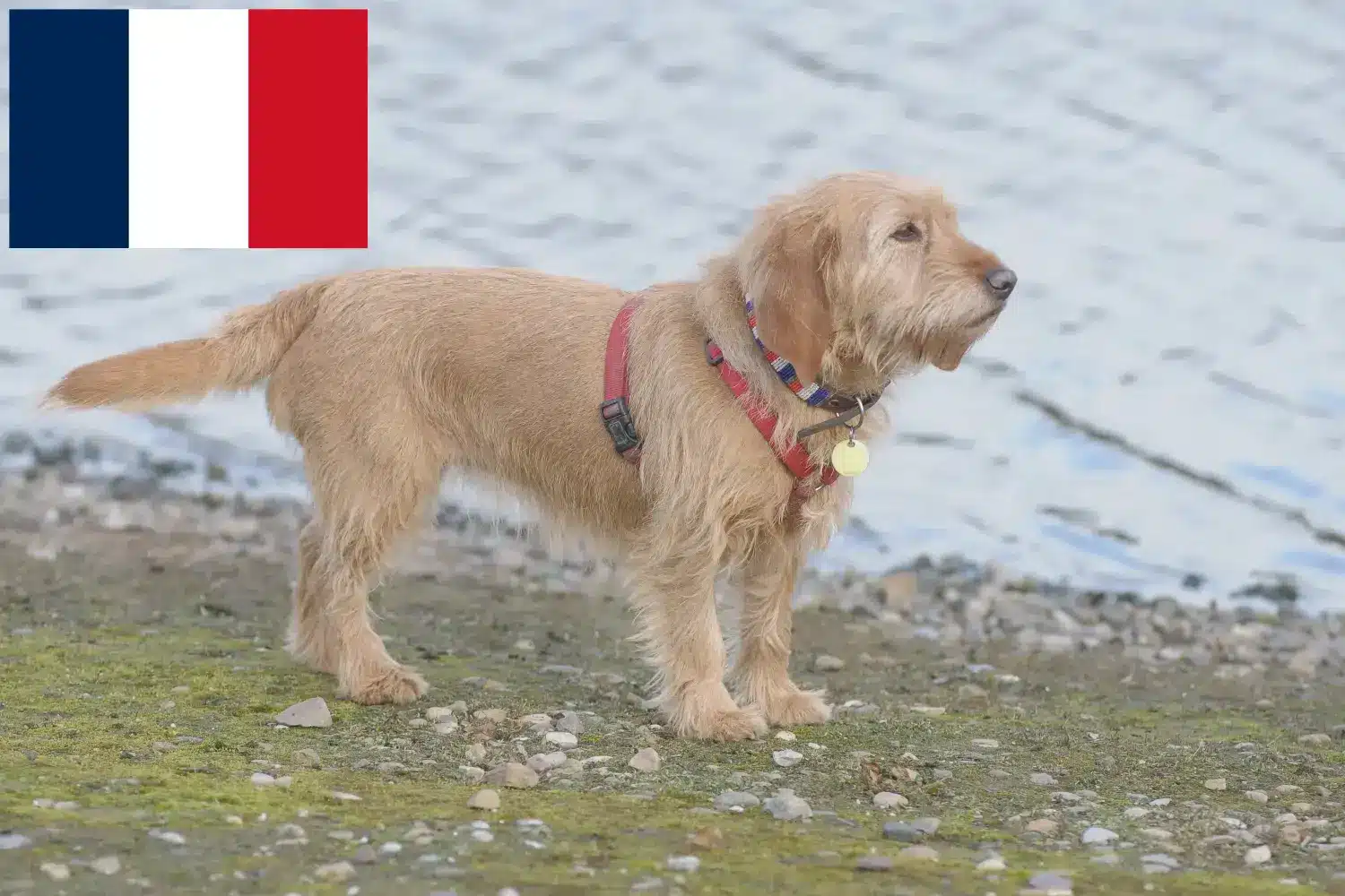 Read more about the article Fransa’da Basset fauve de Bretagne yetiştiricileri ve köpek yavruları