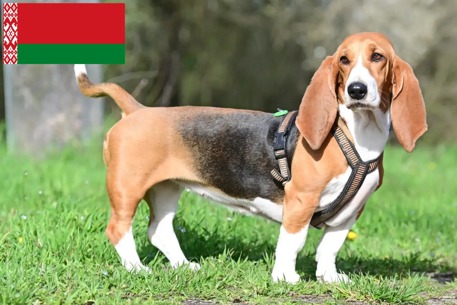 Read more about the article Belarus’ta Basset Hound yetiştiricileri ve köpek yavruları