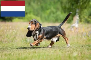 Read more about the article Hollanda’da Basset Hound yetiştiricileri ve köpek yavruları