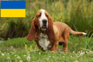 Read more about the article Ukrayna’da Basset Hound yetiştiricileri ve köpek yavruları