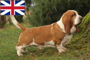 Read more about the article İngiltere’deki Basset Hound yetiştiricileri ve köpek yavruları